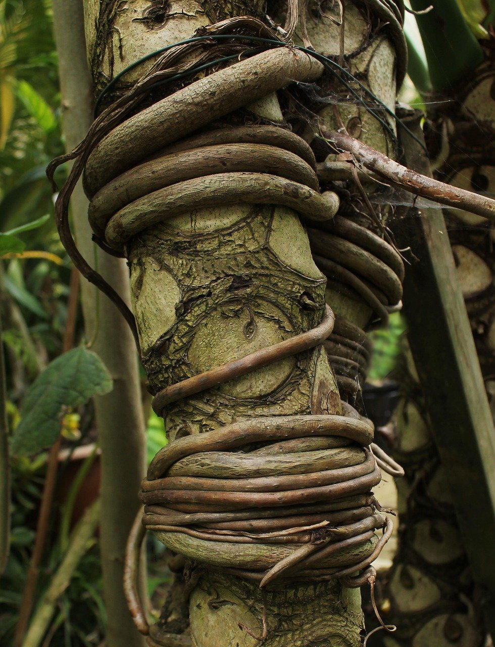 trees, roots, nature